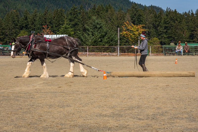 Heavy-Horse